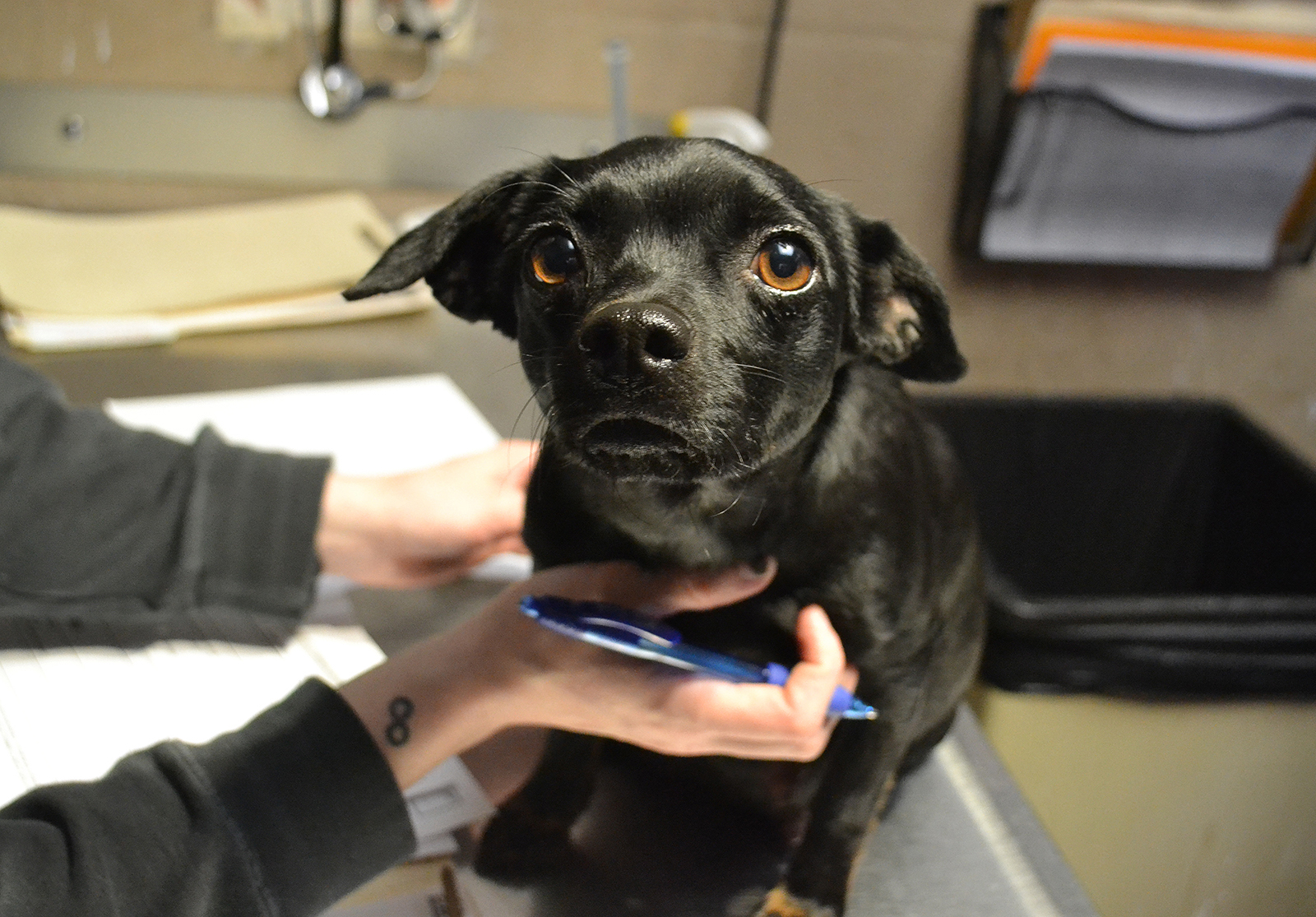 Animal Rescue League Of Boston