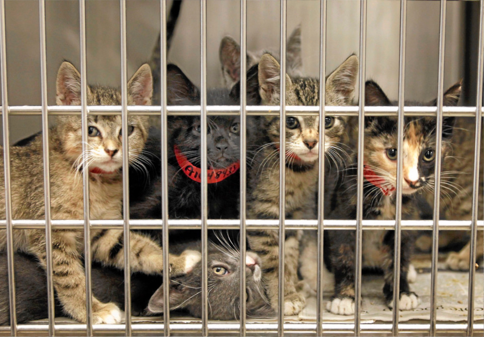 Baypath Humane Society - Committed To Animals
