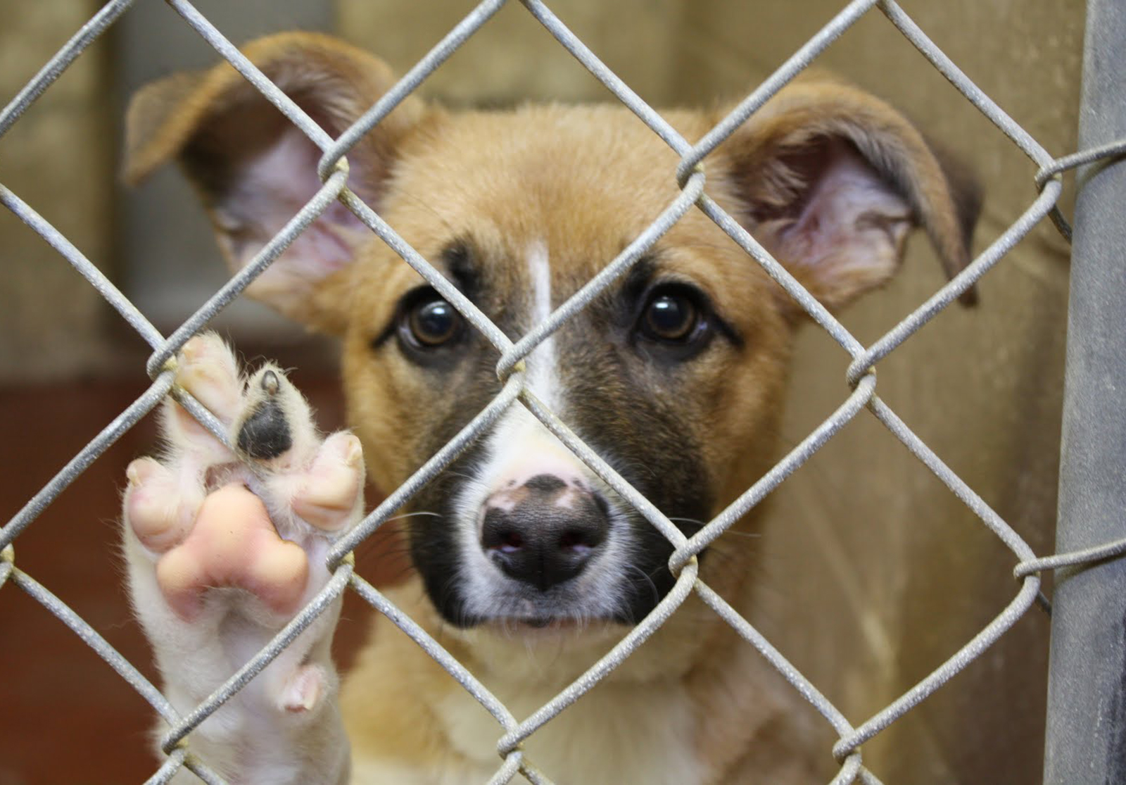 Northeast Animal Shelter